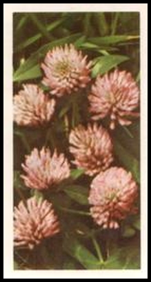 39 Red Clover